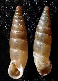 Tabella della Famiglia Clausilidae